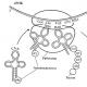 Центральная догма молекулярной биологии Схема центральной догмы молекулярной биологии