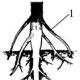 Корень: развитие корня из зародышевого корешка, виды корней, типы корневых систем