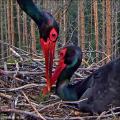 Онлайн веб-камеры Европы: птицы Гнездо черных аистов онлайн в прибалтике