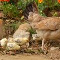 К чему снятся курицы несущие много яиц