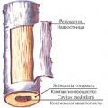 Description of the human skeleton with the name of the bones Female reproductive system