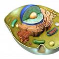 Единицы живого: Цитоскелет К системе цитоскелета клетки относятся